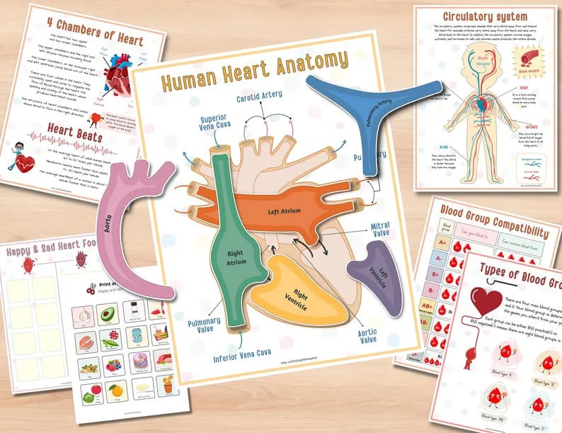 Human Anatomy Busy Book🔥BUY 2 FREE SHIPPING