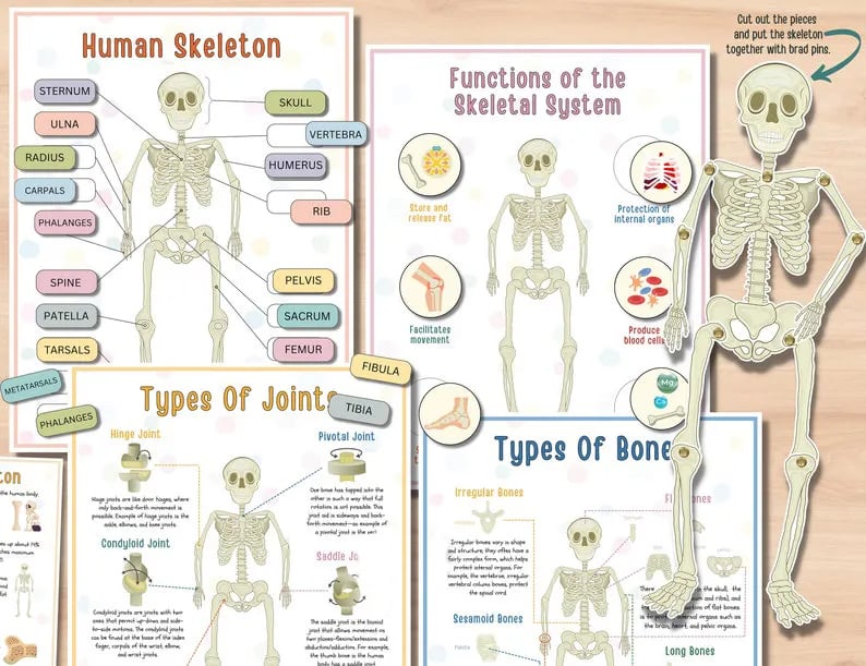 Human Anatomy Busy Book🔥BUY 2 FREE SHIPPING