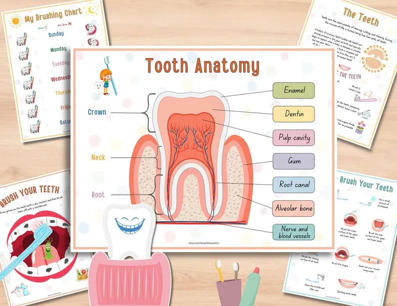 Human Anatomy Busy Book🔥BUY 2 FREE SHIPPING
